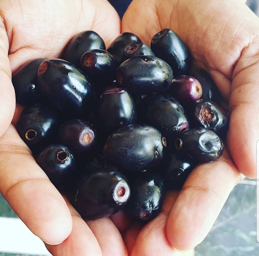 jamun1