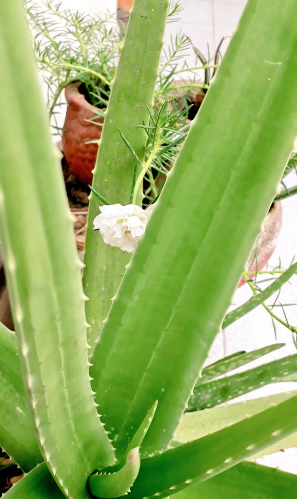 aloevera1