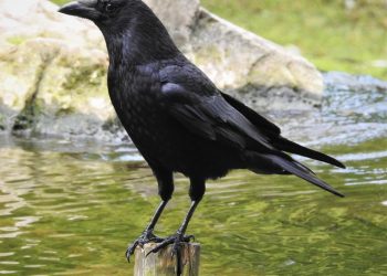Crow 1