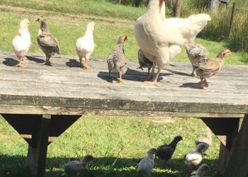 hen
