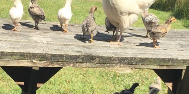 hen