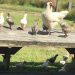hen