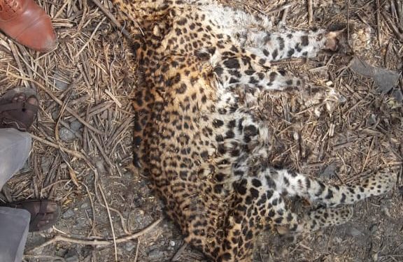 BIBATYA DEAD BODY 1