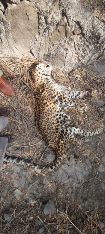 BIBATYA DEAD BODY 1 e1648217410518