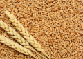 wheat gahu