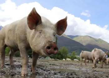 pig