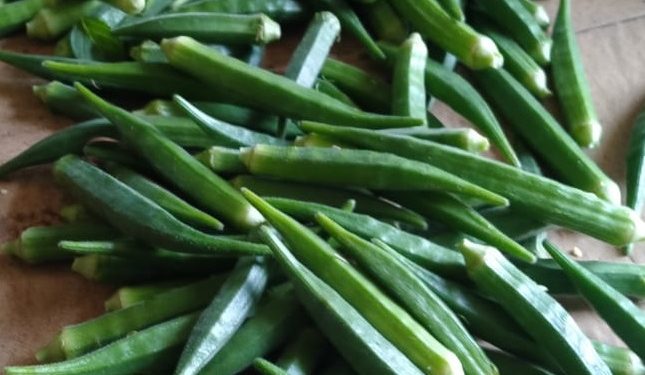 ladyfinger