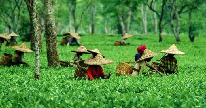 assam tea