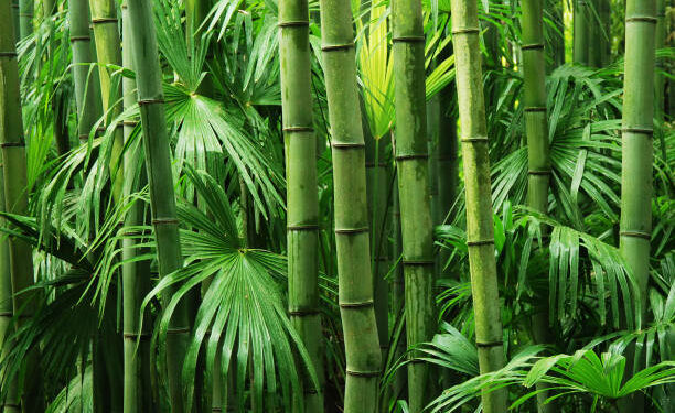 bamboo