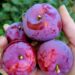 plums aalobukhar e1655737457492