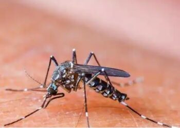 DENGUE MOSQUITO