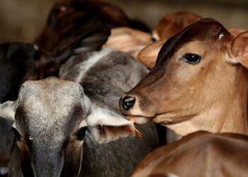 Cow Animals