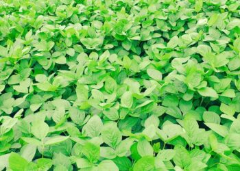 Soyabean Farm