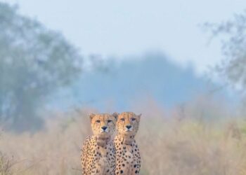 Cheetah