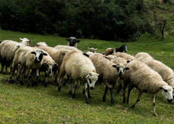 Sheep