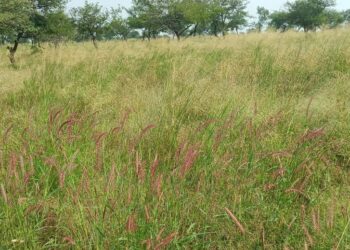 grass