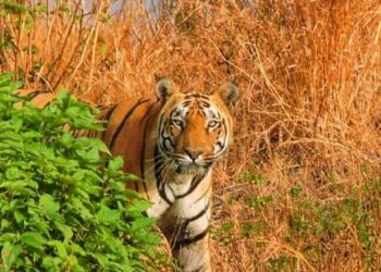 tiger