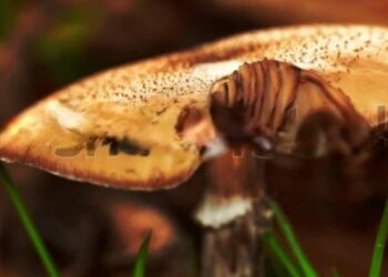 mushroom 1 750x375 1