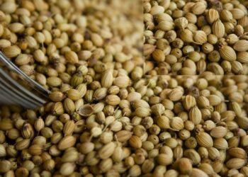 Coriander Dhane