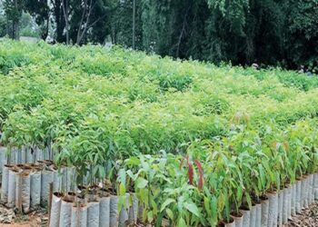 Nursery
