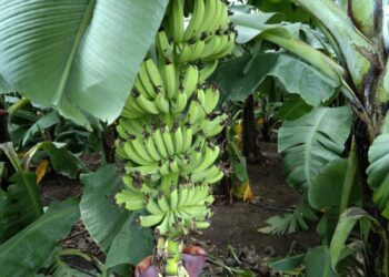 banana farm e1689949159943