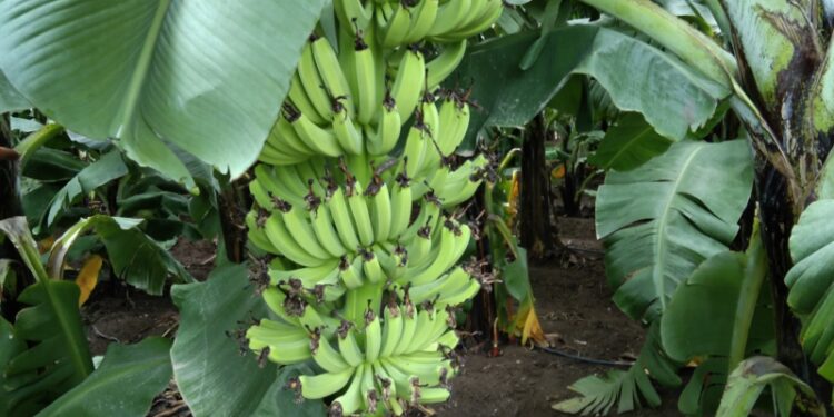 banana farm e1689949159943