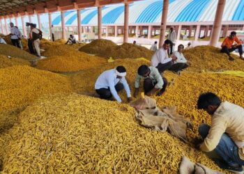hingoli halad turmeric