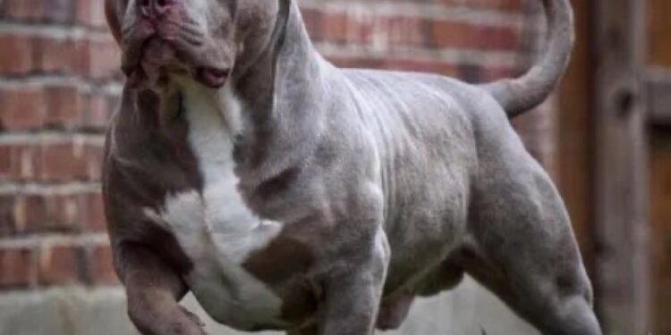 Pitbull Dog