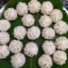 modak