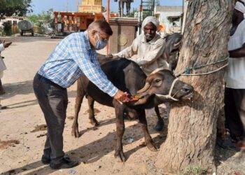 पशुधनाचे ईअर टॅगिंग 3 1140x570 1