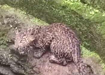 Screenshot 20240722 113814 WhatsApp 1