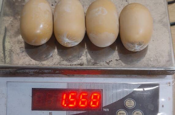 Gold1JIB2 e1750641367756